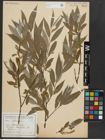 Foto von Salix alba L.